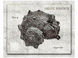 Buy Shell: Angariidae, Sea Snails at AllPosters.com