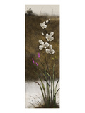 Buy Orchid II at AllPosters.com