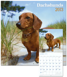 Dachshunds - 2013 Wall Calendar