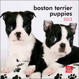 Boston Terrier Puppies - 2013 Mini Calendar Calendars