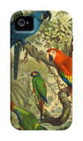 Tropical Birds III