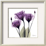 Royal Purple Gentian Trio Framed Art Print