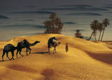 Palmeraie Dans le Sud Tunisien