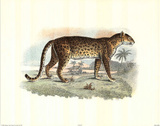 Wild Leopard (Safari)