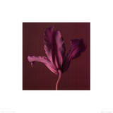 Damask III