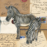Africa Zebras