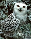 Snow Owl (Wildlife)