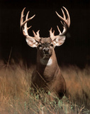 Trophy Buck Deer Big Rack Mini Poster
