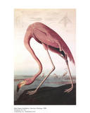 American Flamingo