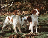 Brittany Spaniels (Animals)