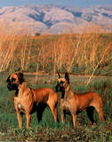 Two Great Danes (In Field)