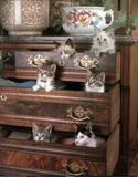 Kittens in Drawers (Pets)