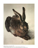 A Young Hare
