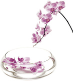 Orchidees