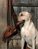 Yellow Labrador (Hunting)