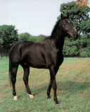Black Stallion