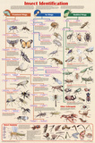 Laminated Insect Identification Educational Science Chart Poster