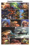 Laminated Coral Reef Marine Wildlife Educational Chart Poster