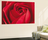 The Rose Flower Mini Mural Huge Poster Art Print