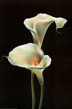 Calla Lillies (White) Art Poster Print