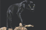 Black Panther (On Log) Art Poster Print