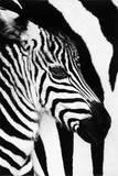 Zebra Mare and Foal Art Print Poster
