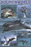 Dolphin World (Dolphin Wildlife Collage) Art Poster Print