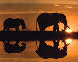 Jim Zuckerman African Silhouette Art Print Poster