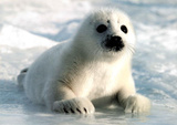 Harp Seal Pup Art Print Poster