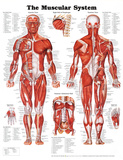 The Muscular System Anatomical Chart Poster Print