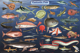 Fantastic Fish Educational Science Chart Poster