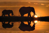 Jim Zuckerman African Silhouette Elephants Art Print Poster