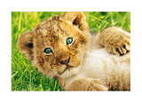 Lion Cub in Grass Art Print Poster