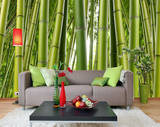 Bamboo Forest