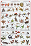 Arachnida Spider Educational Science Chart Poster