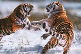 Steve Bloom (Tigers) Art Poster Print Poster