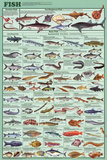 Laminated Educational Fish Chart Poster