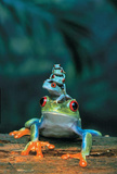 Red Eyed Tree Frogs Art Print Poster