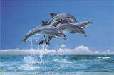 Steve Bloom (Four Dolphins) Art Poster Print Poster