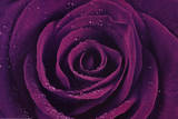 Buy Purple Rose Close-Up Art Print Poster at AllPosters.com