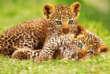 Cheetah Cubs in Grass Art Print Poster