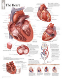 The Heart Educational Chart Poster