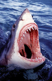 Great White Shark Art Photo Poster Print