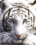 White Tiger