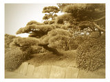Tokyo Park