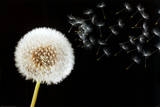 Dandelion Dream