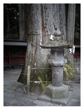Old Tree