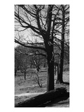 Buy Burned Trees at AllPosters.com