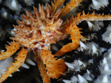 A Juvenile Alaska King Crab Crawls Over a Knobby Sea Star