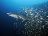 A Federally Protected Sand Tiger Shark and Cigar Minnows